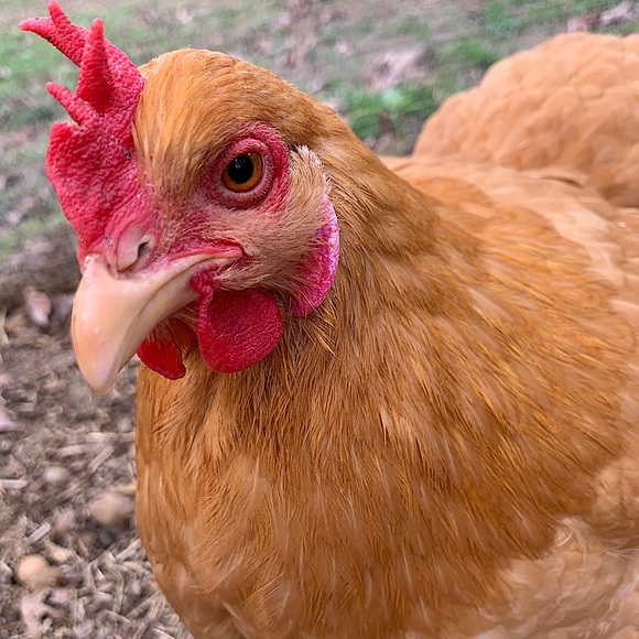 Rosie - Picture 1 of 1